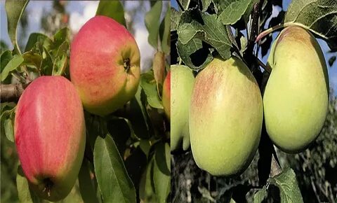 Яблоня кандиль орловский