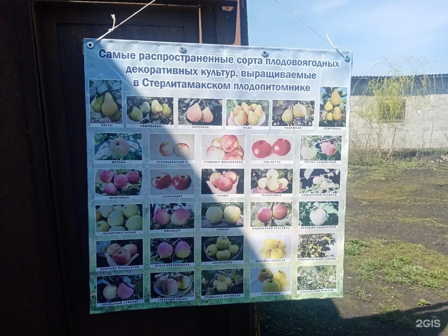 Плодопитомник стерлитамак. Стерлитамакский плодопитомнический совхоз. стерлитамакский плодопитомник. совхоз мичурина стерлитамак. башкирия стерлитамак сладости.