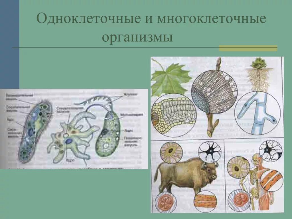 Одноклеточные многоклеточные и колониальные. Одноклеточные и многоклеточные организмы 5 класс. Одноклеточные и многоклеточные организмы 5 класс биология. Клетки многоклеточного организма 5 класс.