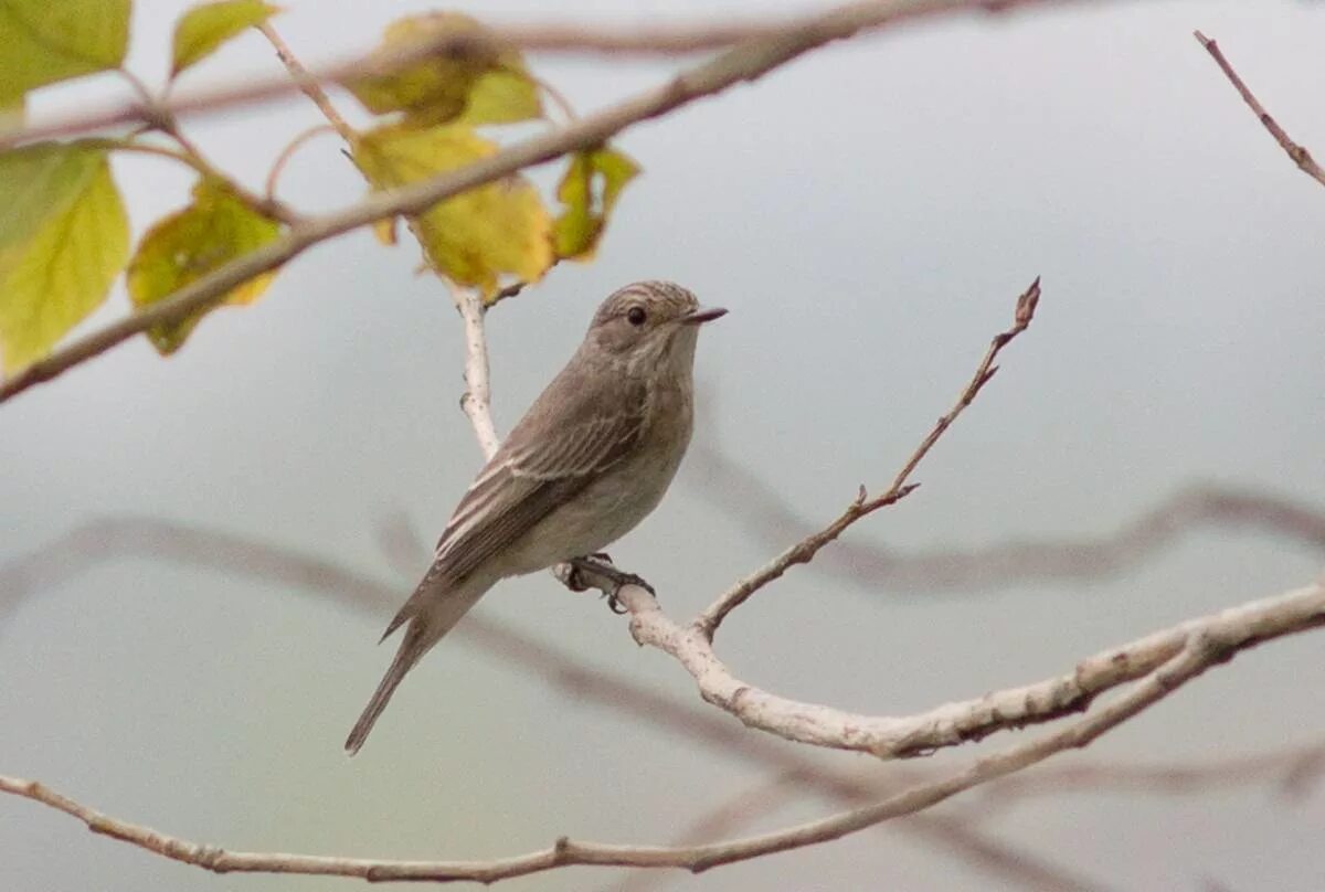 Серые птицы песня. Серая мухоловка (Muscicapa striata). Серая мухоловка в Сибири. Маленькая серая птичка в Сибири. Маленькая серенькая птичка в Сибири.