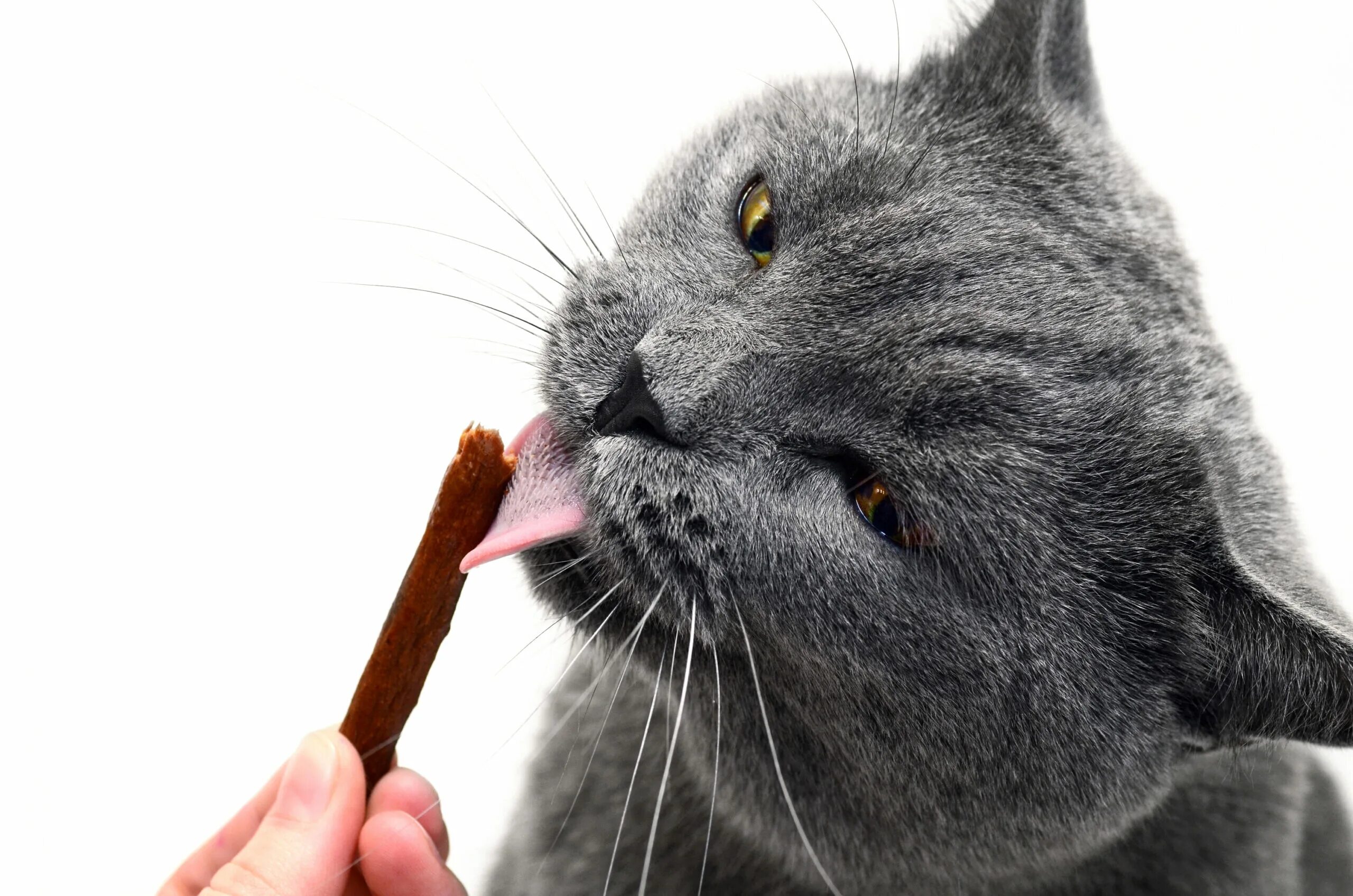 Кот ест лакомство. Лакомство для кота. Вкусовые кошечки. Вкусняшка для кошек.