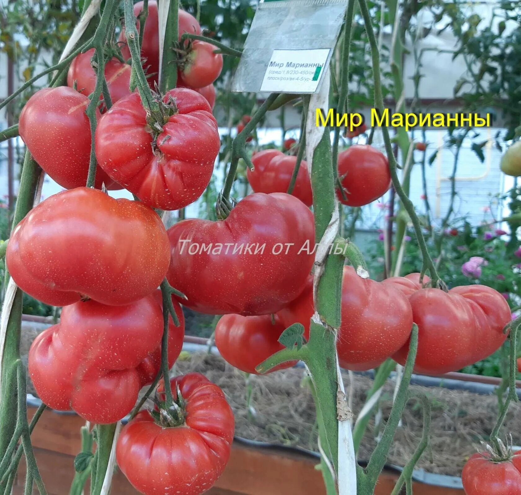 Томат Марианны: описание сорта, фото, отзывы tomatland.ru
