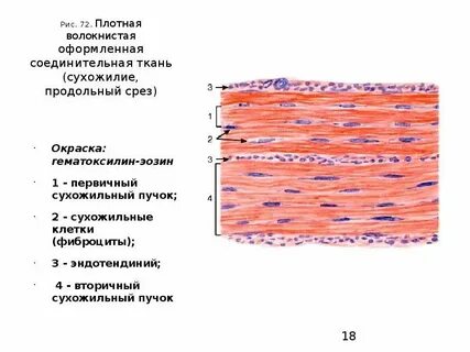 Сухожилия мышц вид ткани