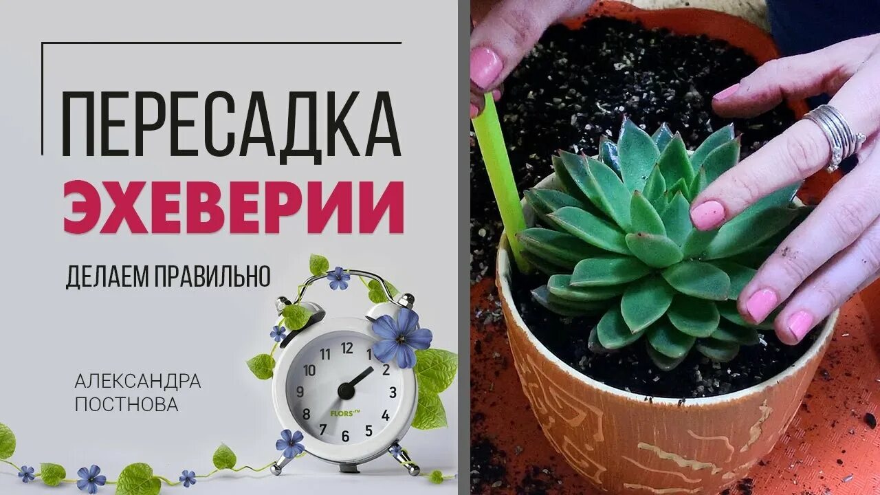 Как пересадить эхеверию. Эхеверия пересадка. эхеверия как пересадить. как рассадить деток эхеверии.