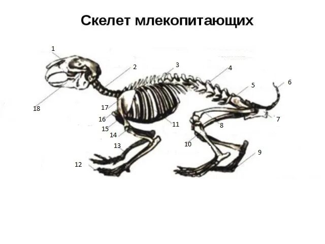 Контрольная работа по биологии 7 класс млекопитающие. Контрольная работа по биологии 7 класс млекопитающие