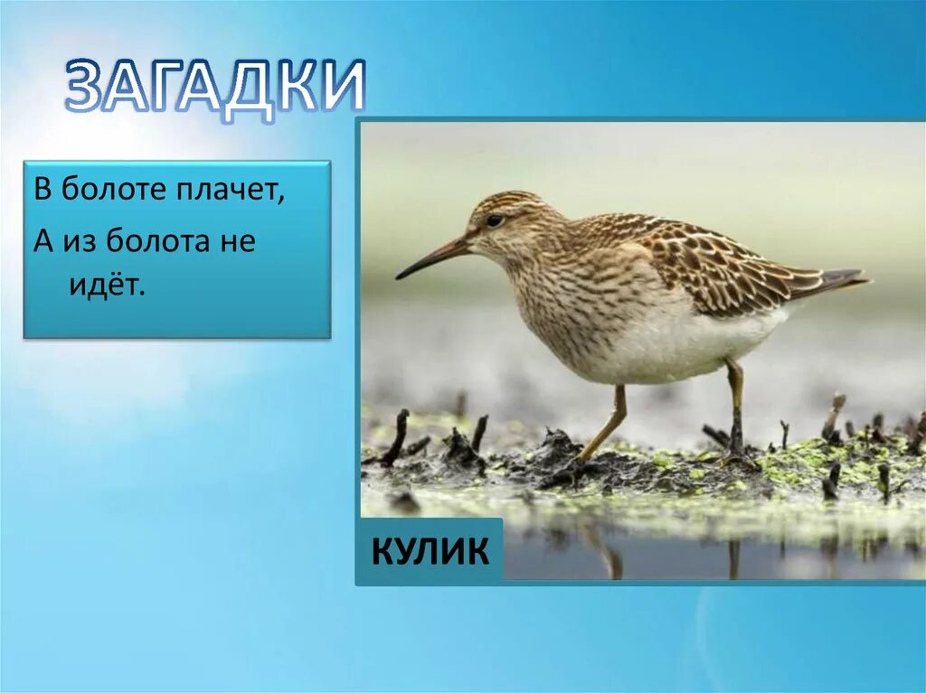 Кулик болото. Кулик где ты живешь на болоте иди. Кулик на болоте фото. Кулик где ты живешь на болоте иди. Кулик болотный.