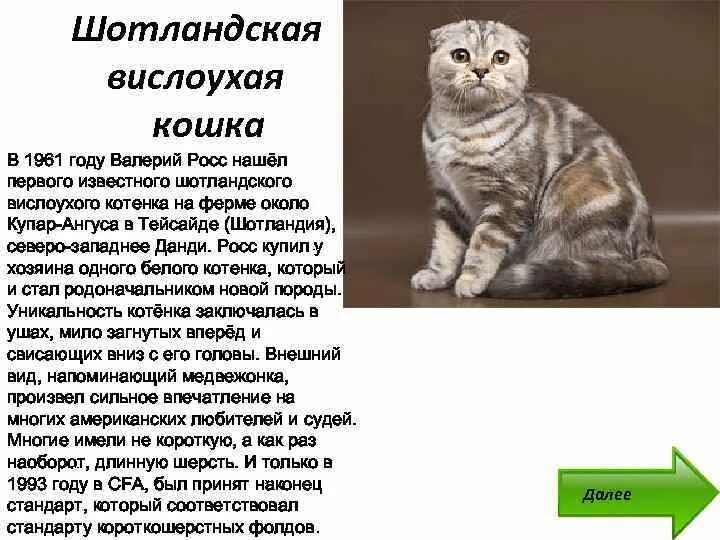 Чем кормить шотландских котят в месяц. Шотландская вислоухая кошка характер недостатки. Шотландская вислоухая кошка описание. Шотландский вислоухий кот характер характеристики. Скоттиш-фолд Шотландская вислоухая кошка окрас характер.