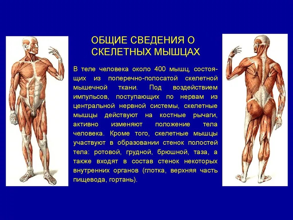 Сообщение строение мышц. Презентация на тему мышцы. информация о мышцах. мышцы человека информация. общие данные о мышцах.