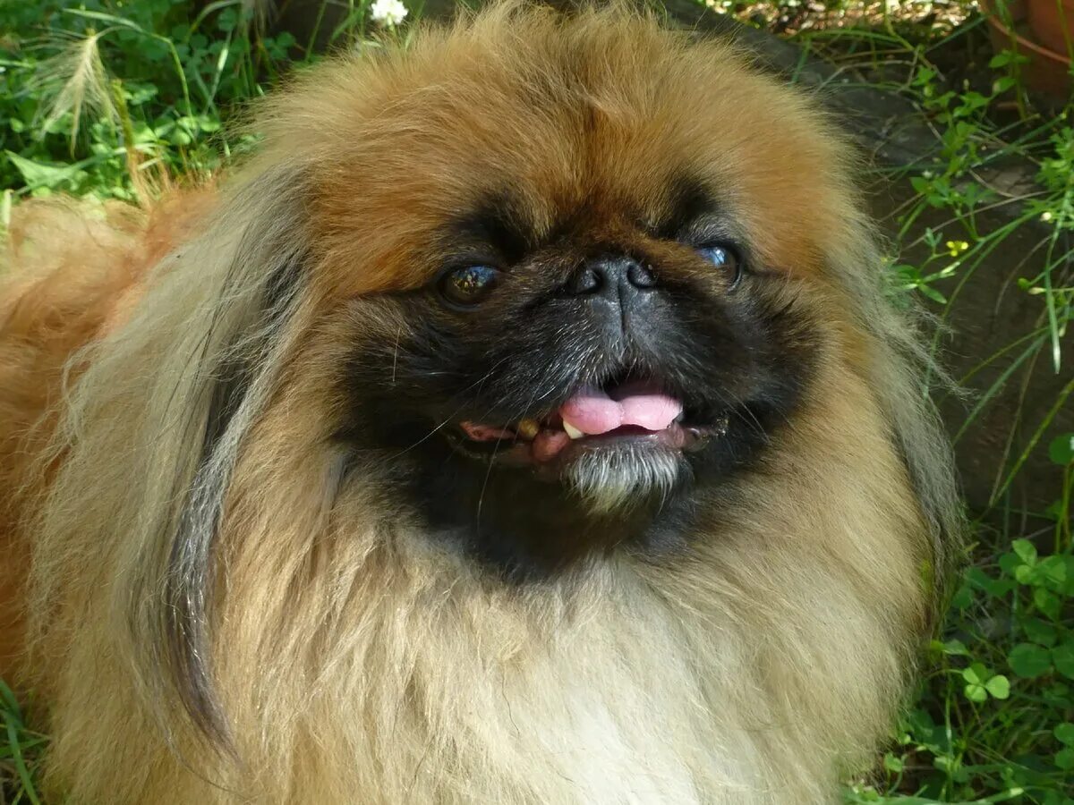 Королевский пекинес. Императорский пекинес. Карликовый пекинес. Собака пекинес королевский. Королевский пекинес.