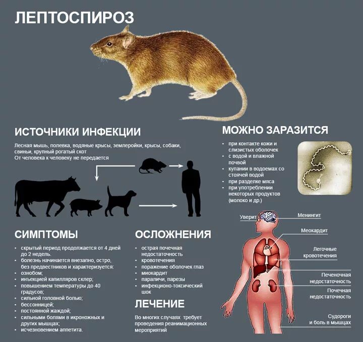 Грызуны инфекции. Лептоспироз переносчики инфекции. лептоспироз пути заражения. лептоспироз животных способы заражения. мыши и крысы переносчики инфекций.