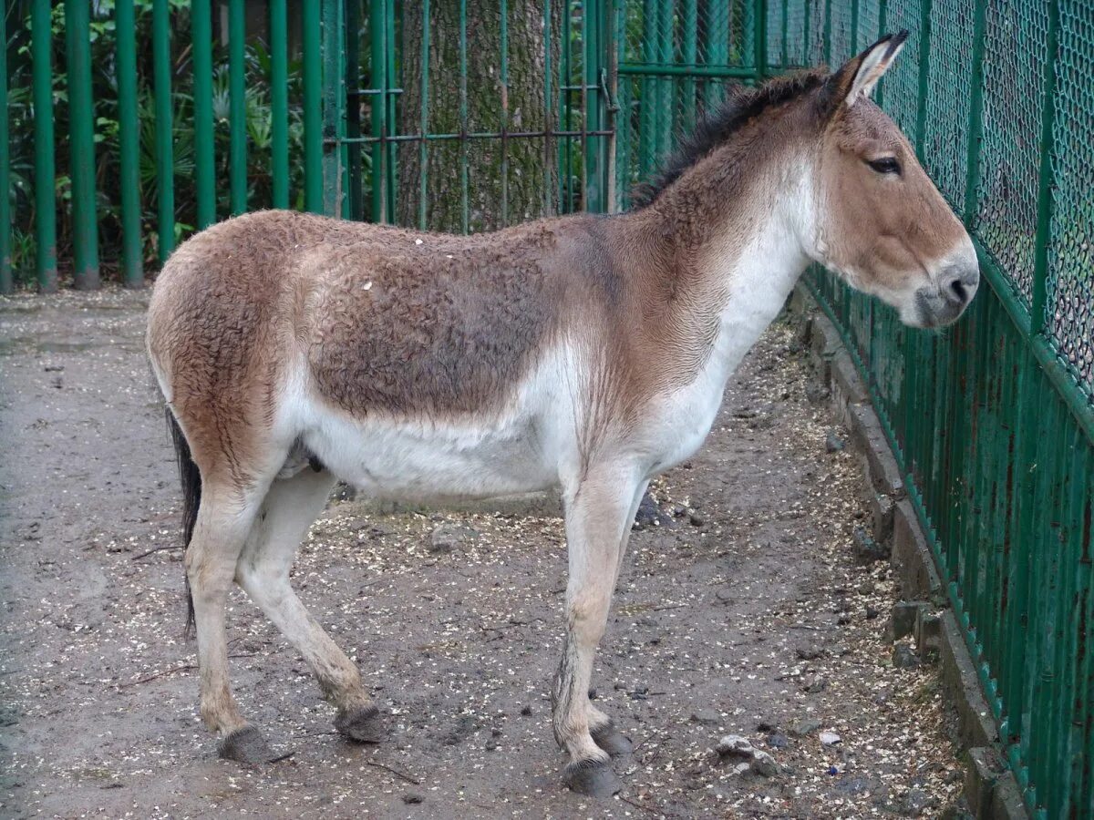 Кулан область. Кианг (Equus Kiang). Тибетский Кианг. Дикий осел Кианг. Кианг Московский зоопарк.