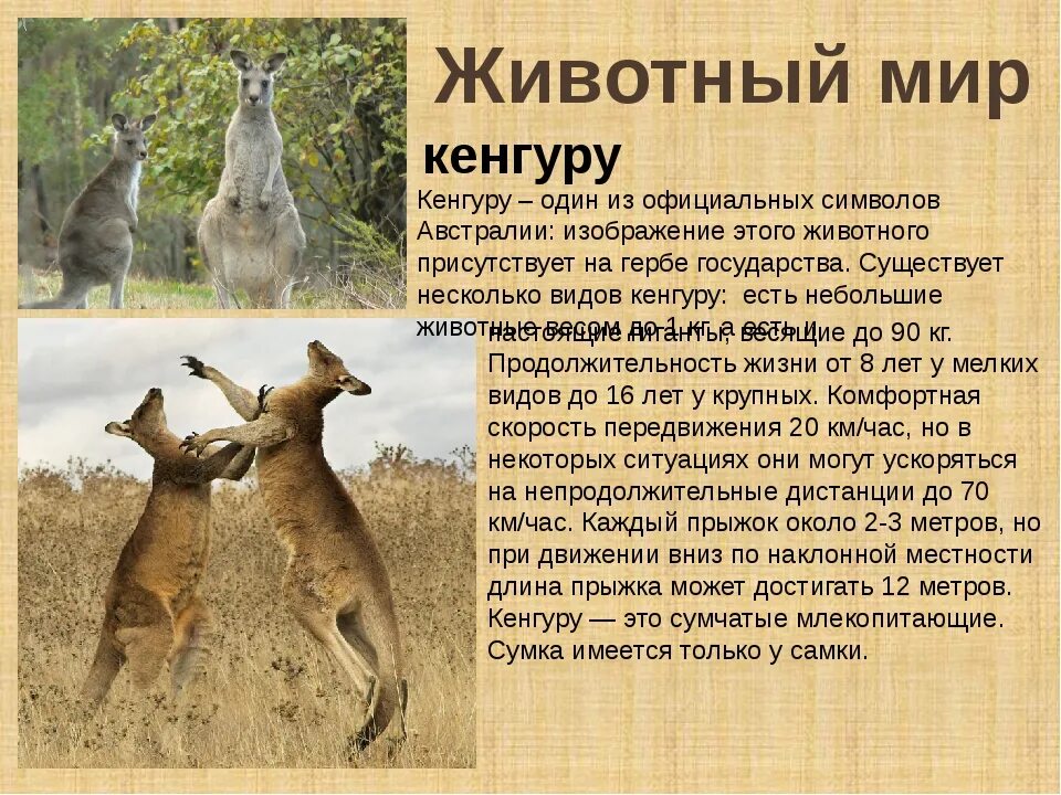 Животные австралии 7 класс кратко