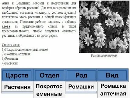 Систематическая группа ромашки
