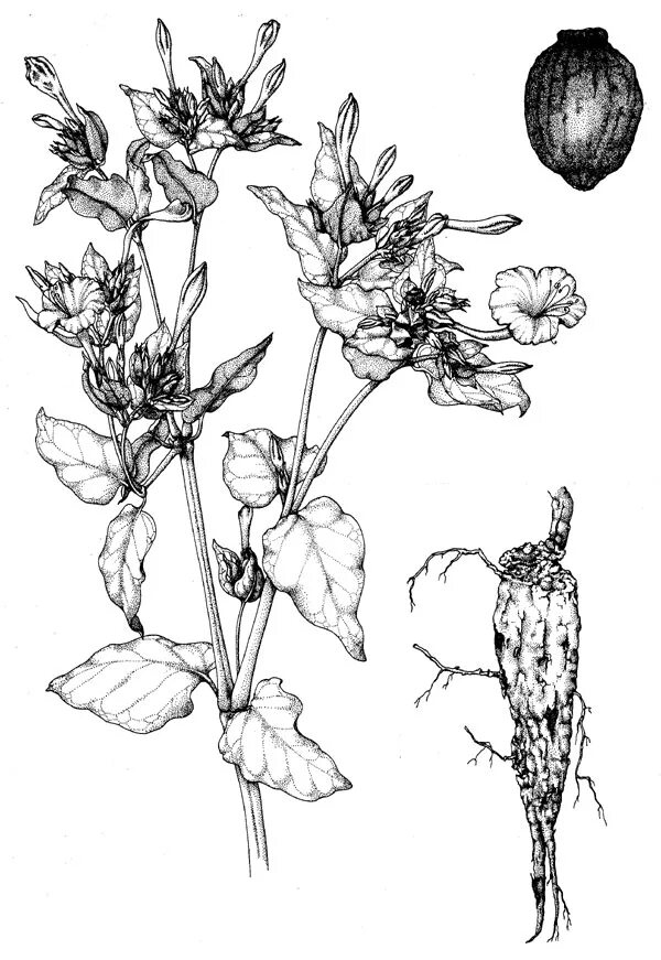 Poison plant. Mirabilis Jalapa цветок ботаника. Табак душистый гербарий. Ботаническая иллюстрация. Ботаническое рисование растений.