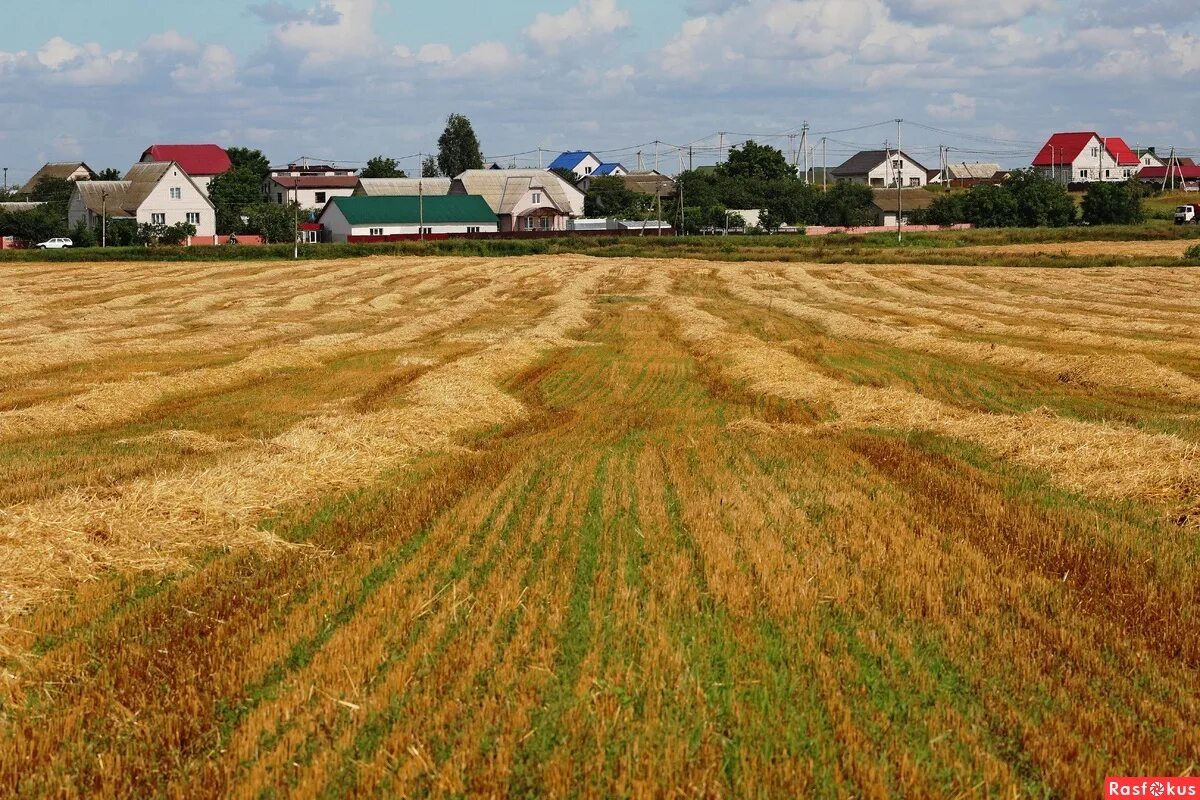 поля ратной славы. поле гомель. рассвет в гомель кой области. косит поле. поле гомель.