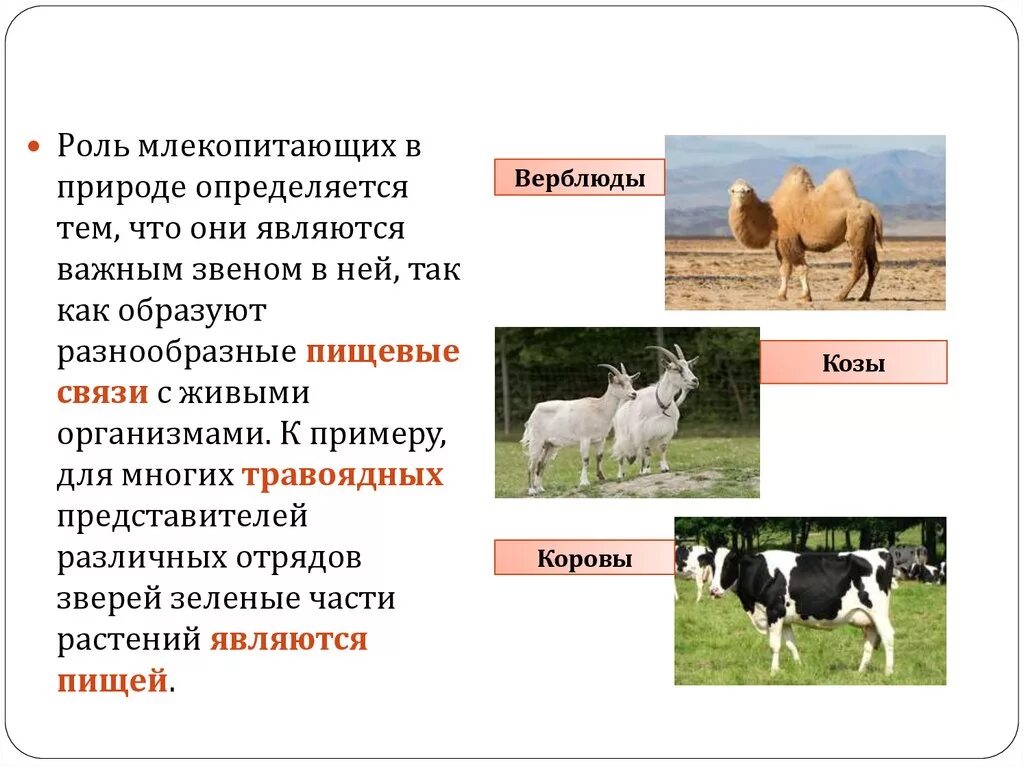 Значение млекопитающих для человека и в природе. Роль млекопитающих в природе. Роль млекопитающих в природе и жизни человека. Какую роль играют млекопитающие в природе. Роль млекопитающих в экосистеме.