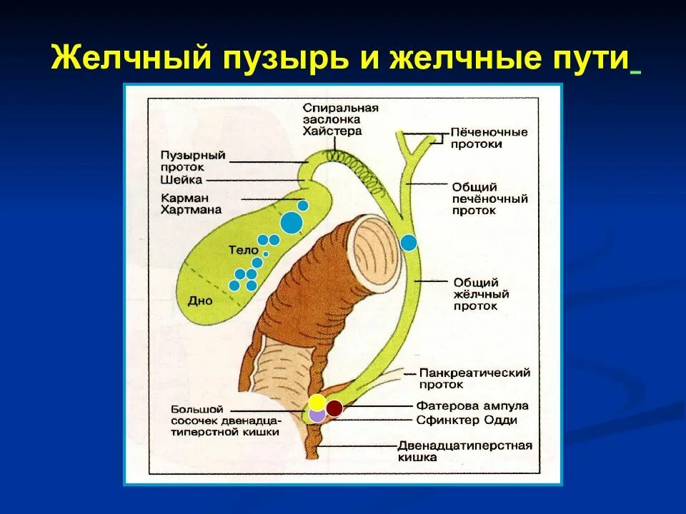 Желчно выводящие пути. Желчный пузырь и желчные протоки анатомия. Анатомия желчного пузыря на кт. Схема желчевыводящих путей. Строение желчного пузыря и желчевыводящих путей.