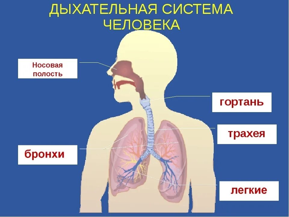 Соотнесите изображение органа дыхания с представителем класса. Система органов дыхания состоит из. Дыхательная система человека состоит из. Выдыхательная система. Дыхательнаяьсистема.человека.