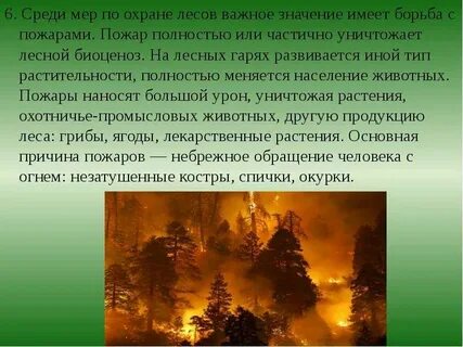 Охрана леса человеком