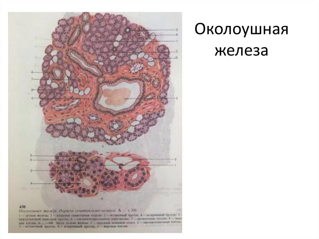 Околоушная гистология. Околоушная слюнная железа гистология препарат. околоушная железа гистология препарат. околоушная железа животных гистология. околоушная железа гистология рисунок.