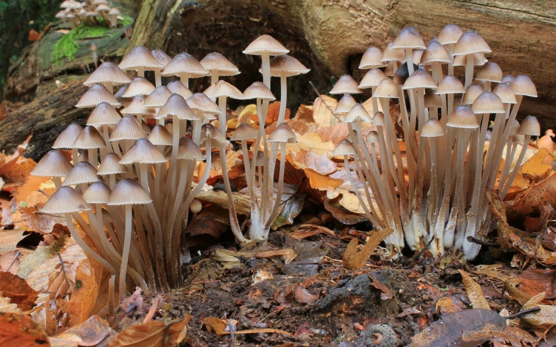 Мицена Арканжели. Мицена гриб. Мицена Наклонённая. Мицена Наклоненная Mycena inclinata.