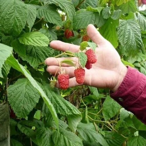 Сорт малины Каскад Делайт. Малина крупноплодная Каскад Делайт. Саженцы малины Каскад Делайт. Ежемалина Каскад Делайт.