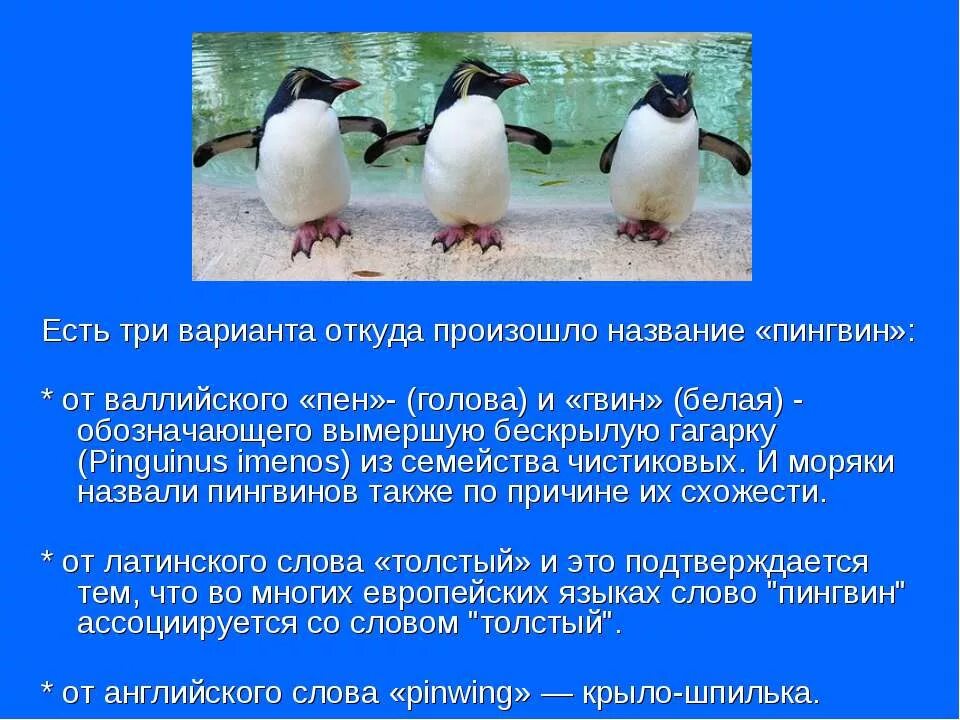 У какого пингвина всегда есть действие. Презентация на тему пингвины. Пингвины презентация для детей. Факты о пингвинах. Пингвин для детей.