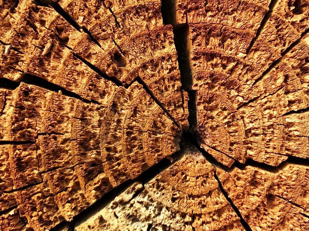 Клетки растения под микроскопо. Срез липы под микроскопом. Микроскоп срез стебля древесного. Микропрепарат поперечного среза стебля. Срез ветки липы микропрепарат.