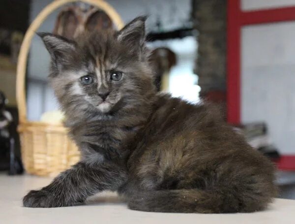 Мейн-кун. Питомник мейн кунов holdomi. Аполло прайд питомник мейн кунов. Питомник мейн кунов герявенко. Окрас n22 мейн кун.