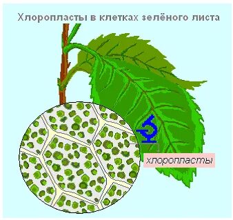 Какие черты характерны для клеток фотосинтезирующей ткани
