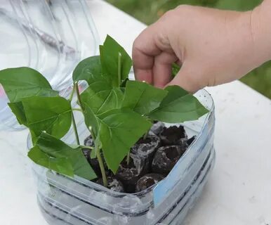Укоренение жасмина черенками
