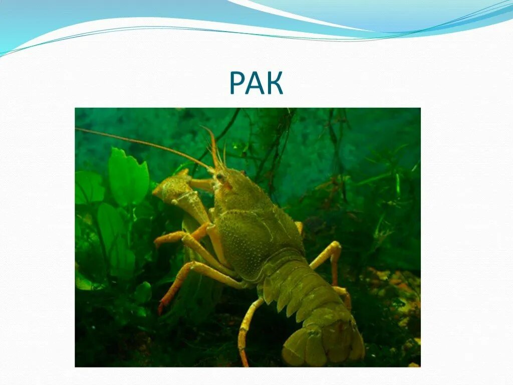 Беспозвоночные и рыбы в пресных водоемах. Мелкие ракообразные пресных водоемов. Рачки едят водоросли. Санитары водоемов 3 класс. Значение мелких ракообразных в пресных водоемах.