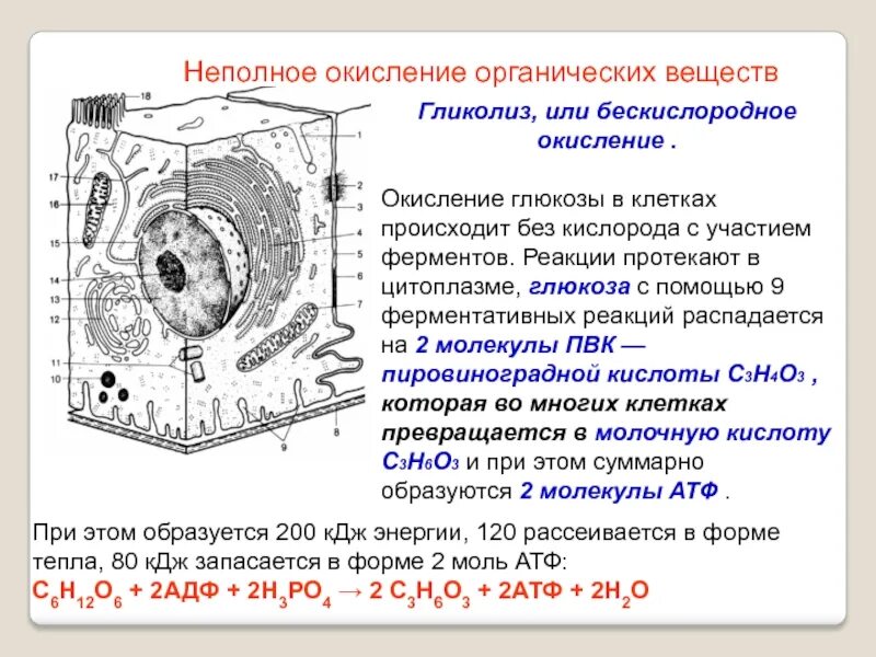 Гликолиз в цитоплазме