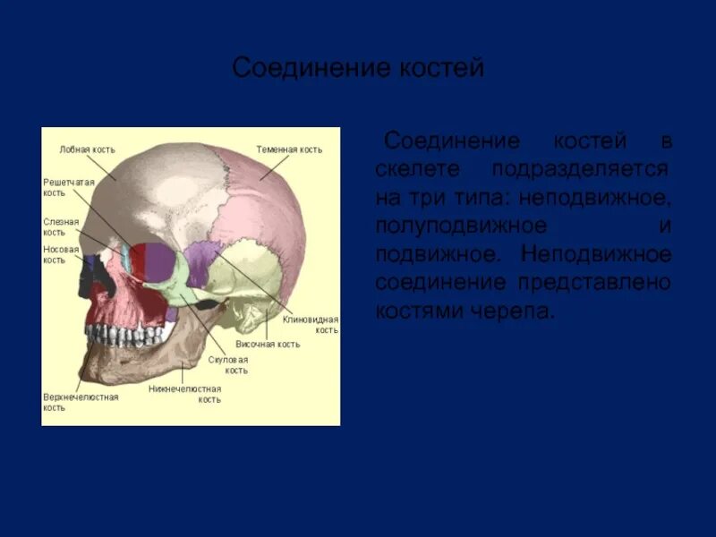 Височная теменная кость. Кости черепа неподвижные соединения. Соединение кости черепа. Соединение скелета головы. Кости скелета, черепа, соединение костей.