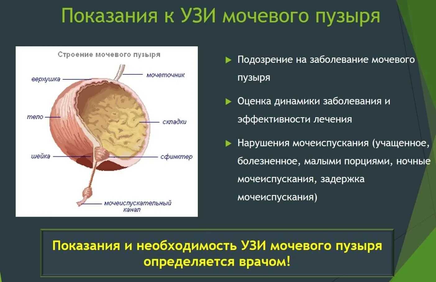 Строение стенки мочевого пузыря. Стенки мочевого пузыря на УЗИ анатомия. Ультразвуковая анатомия мочевого пузыря. УЗИ нормального мочевого пузыря. Гипотония мочевого