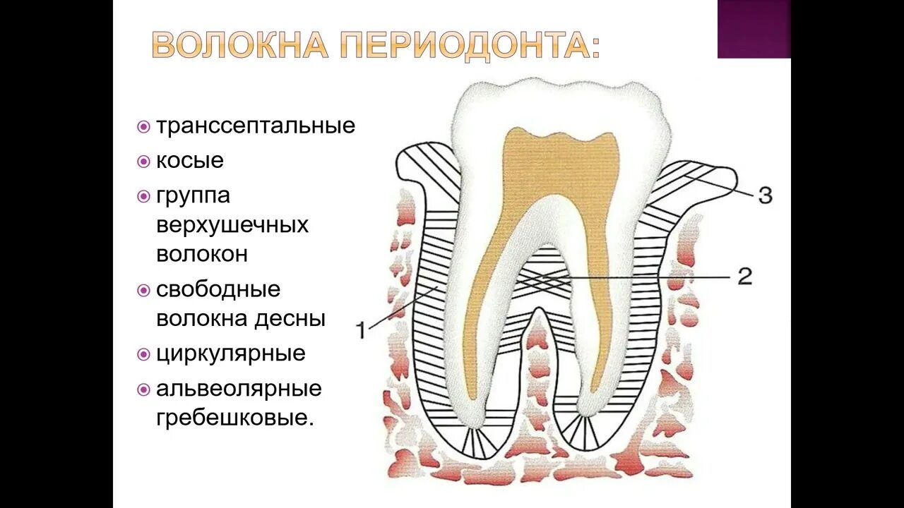Зубной свободный. Строение периодонта зуба волокна. Волоконный аппарат периодонта это. Типы волокон периодонта. Коллагеновые волокна периодонта.