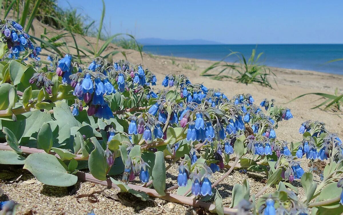 Тибетский морской цветок. Мертензия Приморская. Мертензия Приморская (Mertensia maritima). Мертензия Сибирская. Мертензия виргинская.