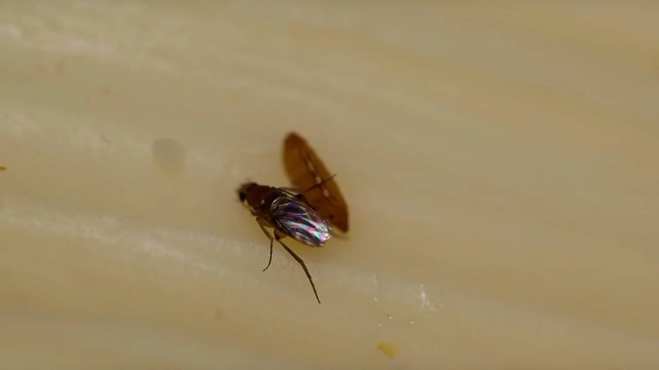 Личинка мухи горбатки