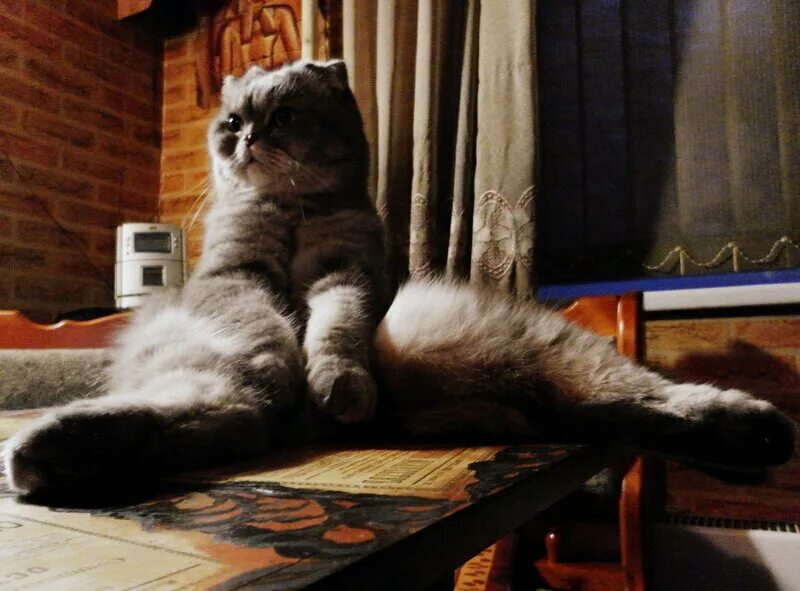 кот наизнанку. джонси кот. обратный кот. обратный кот. хосико кэт.