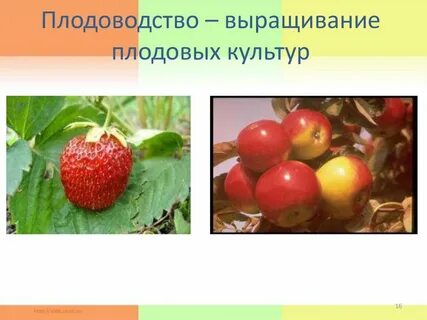 Чем занимается плодоводство