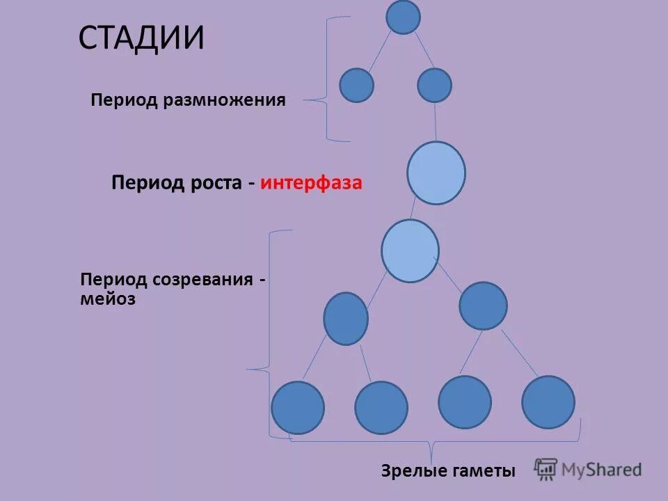 Сперматогенез фаза размножения. Ооциты гаметогенез. Схема основных этапов сперматогенеза и овогенеза. Как называется период размножения. Стадия размножения овогенеза и сперматогенеза.