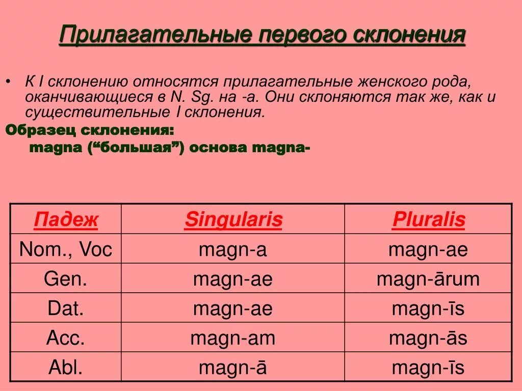 Слово латынь склонение. Прилагательные 2 склонения латынь. Склонение прилагательных первого склонения латынь. Прилагательные первого склонения в латинском языке. Прилагательные 1 и 2 склонения в латинском языке.