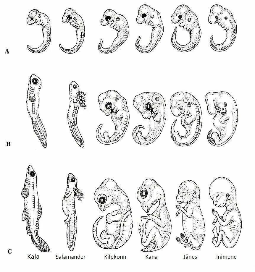 Формирование органов человека. Стадии развития эмбриона человека эмбриология. Геккель рисунки эмбрионов. Стадии развития зародыша человека биология. Эволюция эмбриона Геккель.