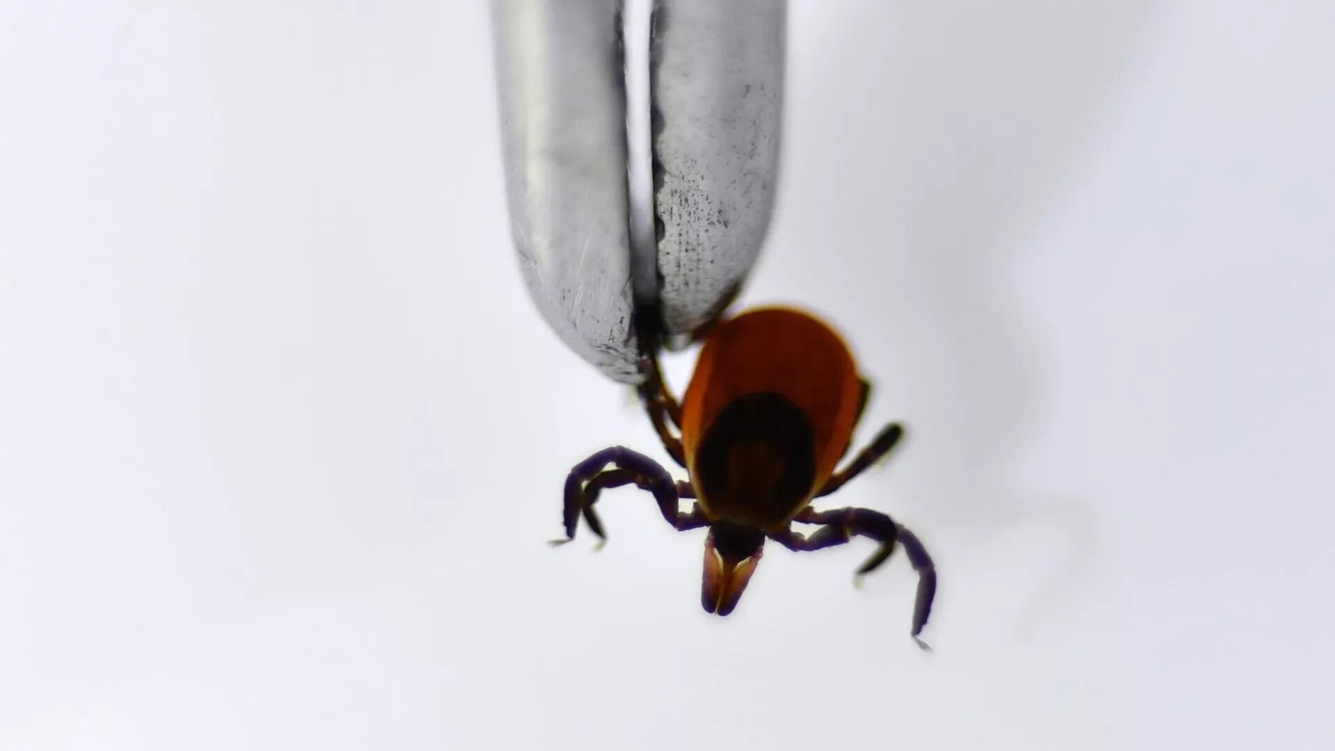 Черноногий клещ (ixodes scapularis). Красный клещ энцефалитный. В москве есть клещи. В москве есть клещи. Энцефалитные клещи в подмосковье 2020.