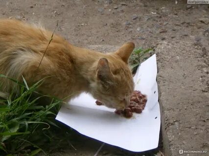 Подобранный котенок что делать