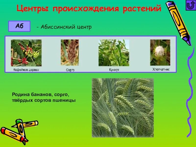 Центр происхождения твердой пшеницы. Абиссинский центр происхождения культурных растений. растения абиссинского центра происхождения. эфиопский центр растения. сорго центр происхождения.