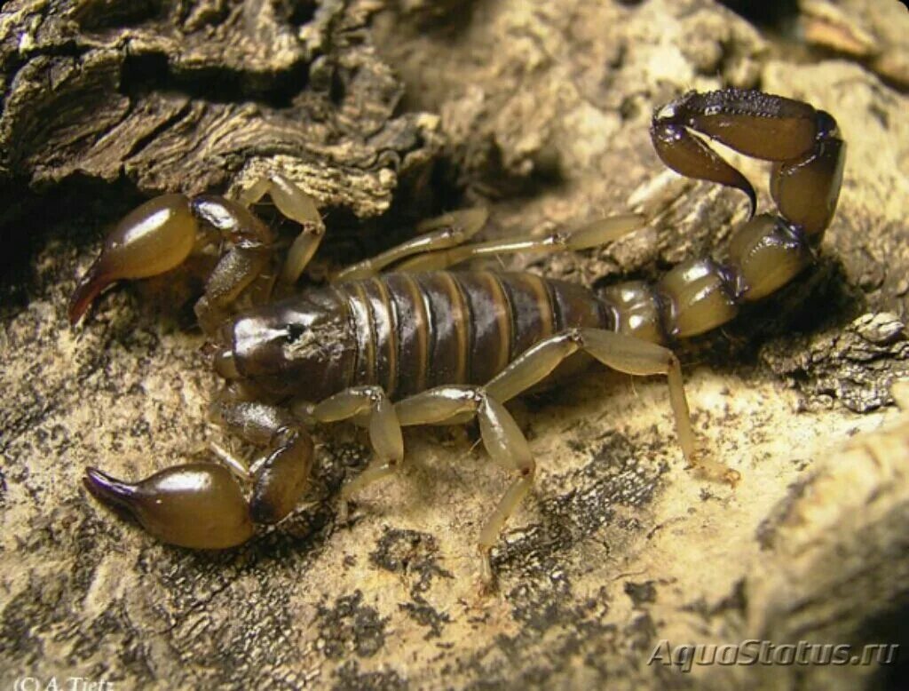 Bothriurus coriaceus. Систематика Императорского скорпиона. Скорпион Buthus eupeus. Средиземноморский Скорпион.