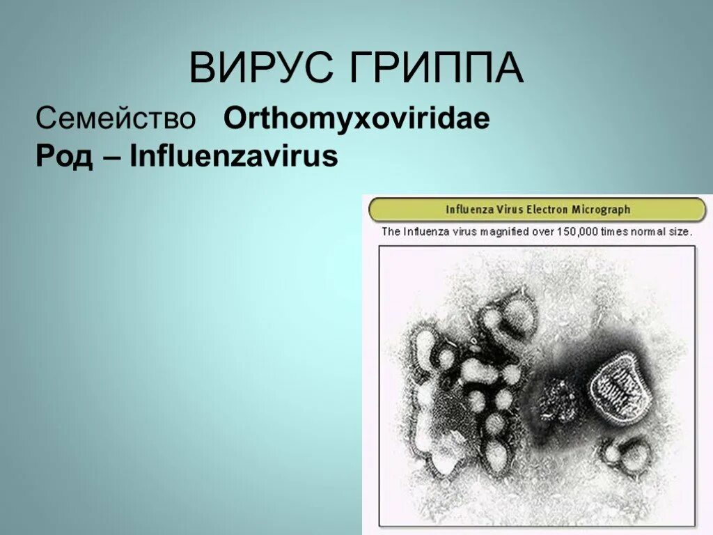 Вирус гриппа семейство