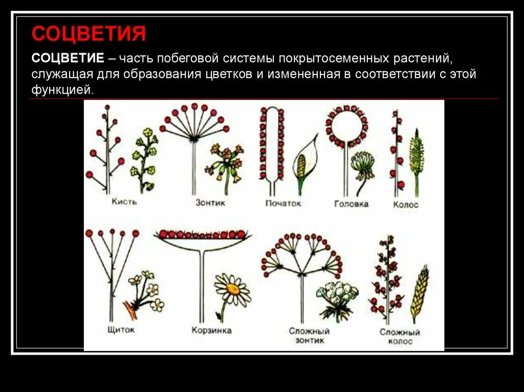 Соцветия покрытосеменных растений. Типы соцветий покрытосеменных растений. Строение соцветий биология. Соцветия классификация соцветий. Строение цветка соцветие 6 класс