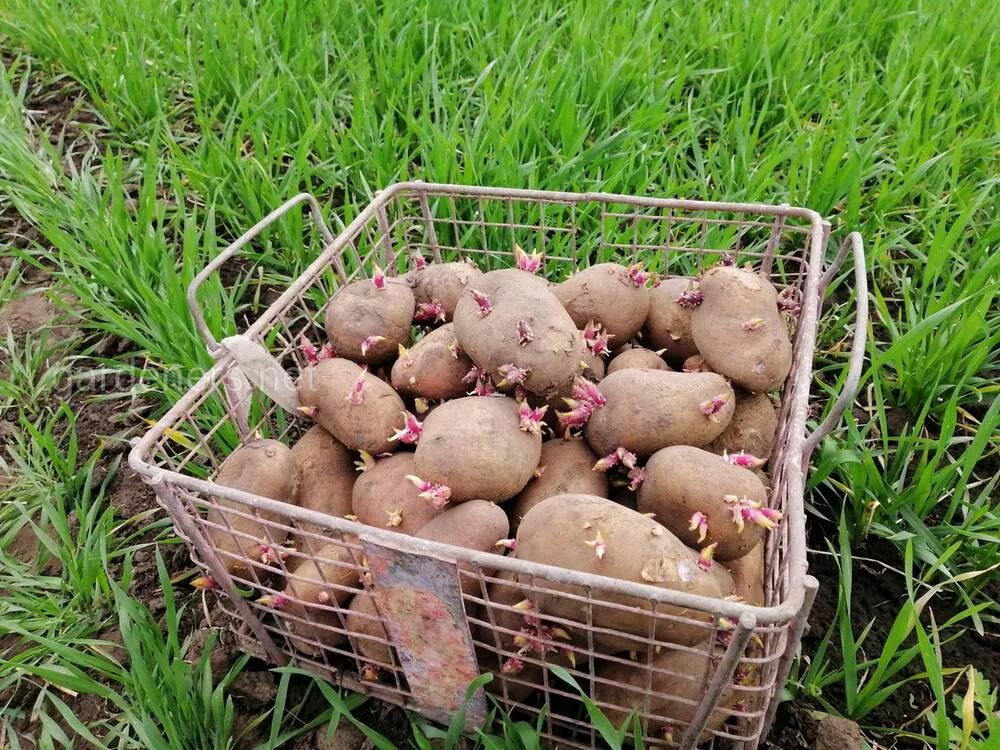 Какую картошку лучше посадить